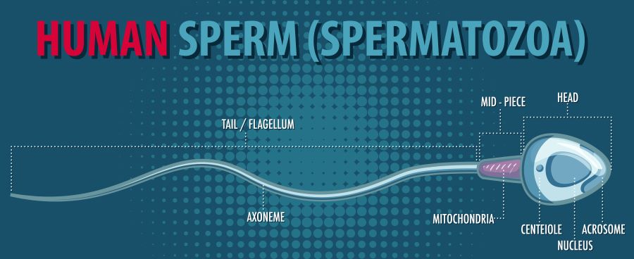 Low Sperm Count